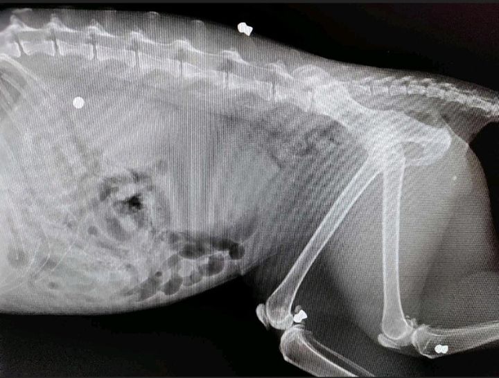 Røntgenbillede fra en af de ti sager med anskudte katte hos Dyrenes Beskyttelse