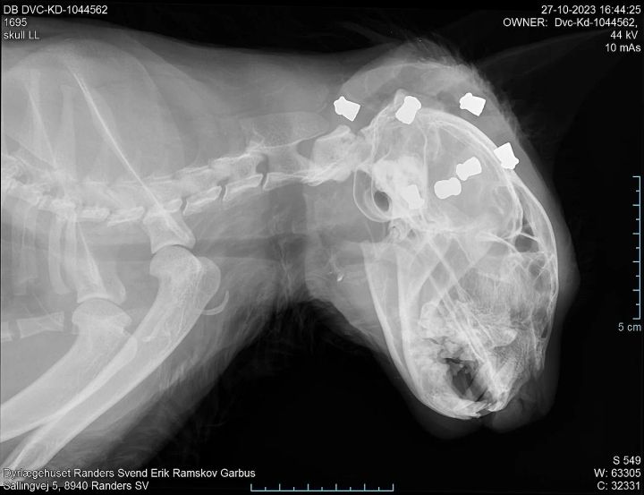 Røntgenbillede af kat med syv hagl i hovedet