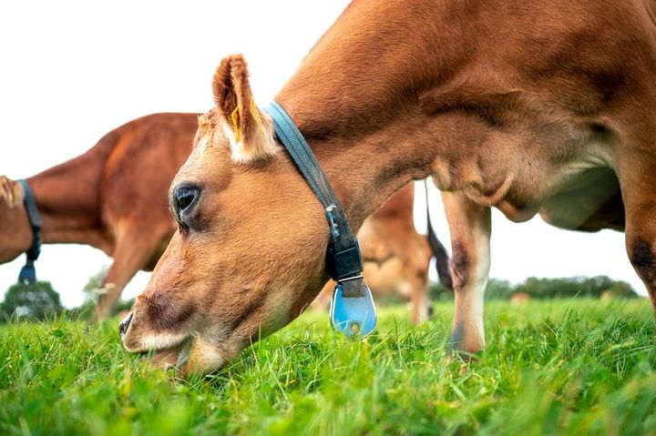 Ko på græs