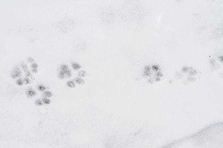 Når frosten kommer bliver mange veje og gader saltet. Det kan være smertefuldt for hunde, da deres poter ikke kan tåle salten. Dyrenes Beskyttelse opfordrer derfor til passe ekstra på hunden i de kolde måneder. På billedet ses poteaftryk i sneen.