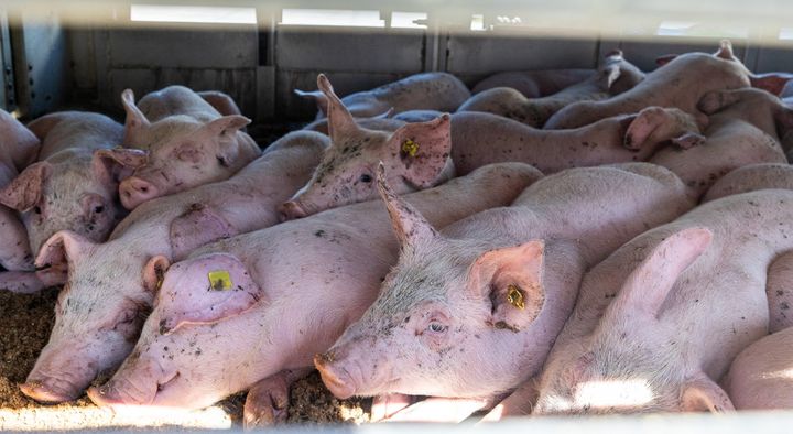 Dyrenes Beskyttelse og Europaparlamentariker Niels Fuglsang fulgte i efteråret 2023 efter en dansk grisetransport til Italien. Denne slags transporter vil fortsat kunne finde sted med de nye regler.
