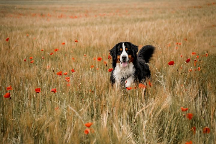 Internathund i en blomstereng ved Nordjyllands Internat om sommeren