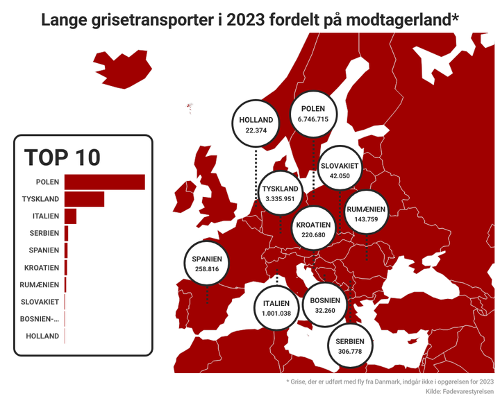 Polen er den suverænt største aftager af danske grise på lange dyretransporter i 2023.