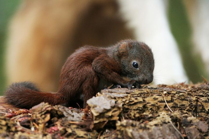 Du kan hjælpe egernet og dets unger ved at undlade at fælde træerne fra marts til oktober. På billedet ses en egernunge på et stykke bark.