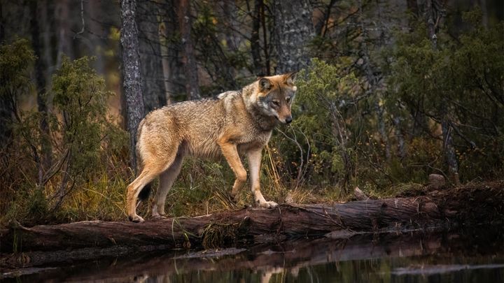 Bestanden af ulve er markant større i mange af vores nabolande. Her ses en ulv i på grænsen mellem Finland og Rusland. Foto: Asger Thielsen / Dyrenes Beskyttelse