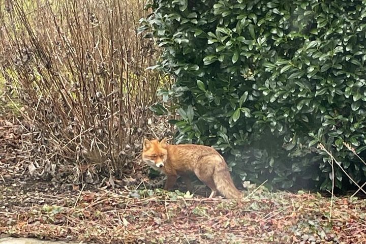 Ræven kan se forpjusket ud i forårsmånederne, men det er ikke nødvendigvis tegn på skab. Her ses en ræv i en have.