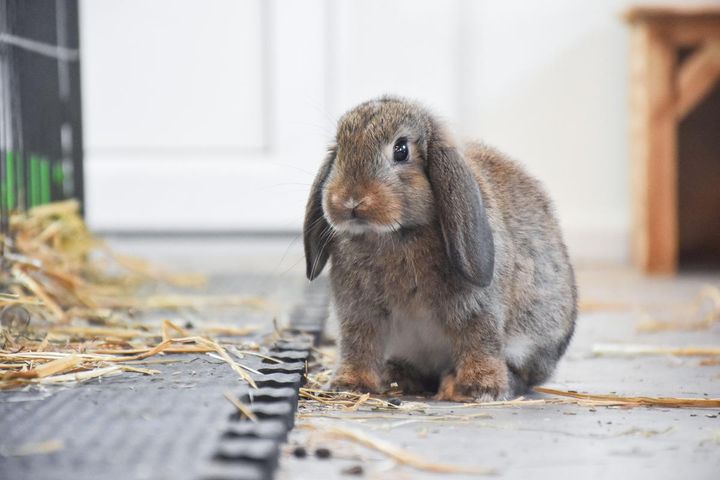 Højsæsonen for indleverede kaniner på dyreinternater nærmer sig, men det kan blive svært at få plads til dem. Dyrenes Beskyttelses internater er næsten fyldt op med kaniner efter flere store dyreværnssager. Her ses en kanin på Nordjyllands Internat.