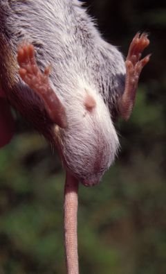 Hannerne har store testikler, som man kan se hængende nederst på musen her.