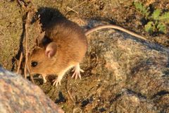 En skovmus forsøger at finde skjul i et stengærde. I år er der mange mus grundet 2023 var et oldenår.