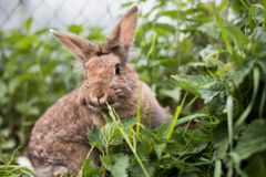 I 25 år har ildsjæle hjulpet svigtede og hjemløse dyr på Darupvej 131 i Roskilde. Hver eneste dag gennem årene har dyreinternatet taget sig af katte, hunde, kaniner, fugle og andre familiedyr. Her ses en af internatets tidligere kaniner.