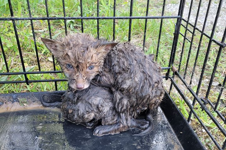 De to rævehvalpe var beskidte, sultne og tørstige, efter de blev reddet op af kloakken.