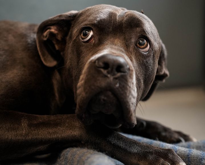 Der var tale om hunde af racen cane corso - i alt to voksne, en unghund på 10 måneder og en hvalp på tre uger. Alle hundene var tydeligvis blevet passet med mad og omsorg, men de havde ikke oplevet noget i deres liv. På billedet ses den 10 måneder gamle hund, meget skræmt.