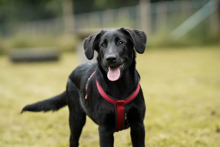 Danskernes hunde står i kø for at blive indleveret på Dyrenes Beskyttelses internater. Organisationen erfarer, at mange familier har høje krav til deres hundes adfærd, men ikke nødvendigvis sætter sig ind i racens behov før anskaffelse. På billedet ses en sort hund med en rød sele, som kigger dirkete ind i kameraet.