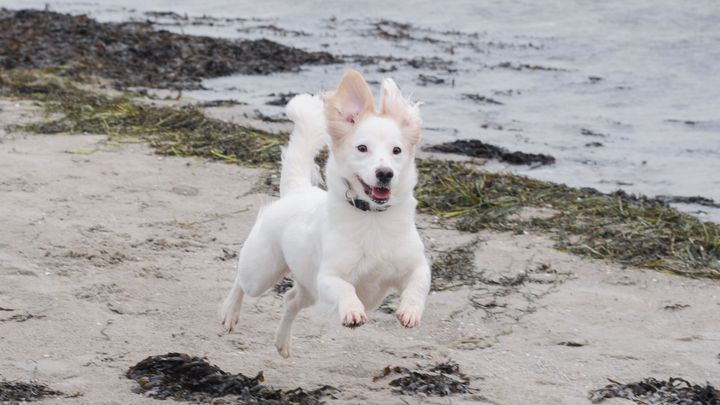 I vinterhalvåret mellem oktober og marts må danskerne slippe deres hunde løs på de fleste danske strande, hvilket kan være til stor glæde for strand- og vandglade hunde. Her ses en glad hund på stranden.