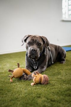 Tanja er den sidste af de tre hunde, som mangler et nyt hjem. Her ses hun til træning på Nordjyllands Internat.