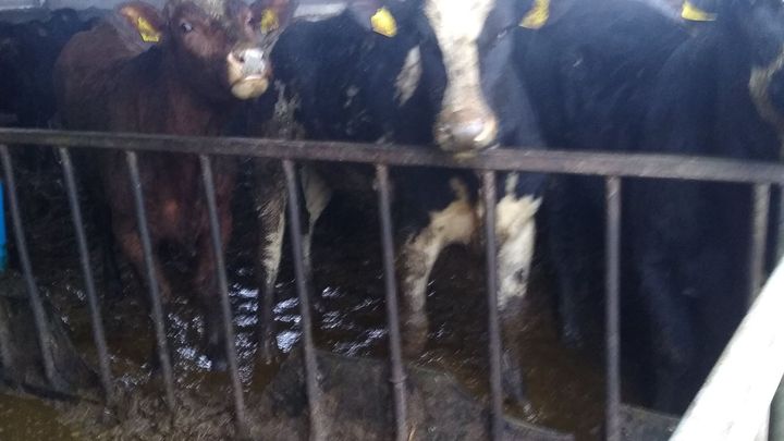 Kvier stod i pløre af afføring og havde ingen tørre steder at lægge sig, da Dyrenes Beskyttelse første gang besøgte de to stalde på en gård i Sydøstjylland. Foto: Dyrenes Beskyttelse