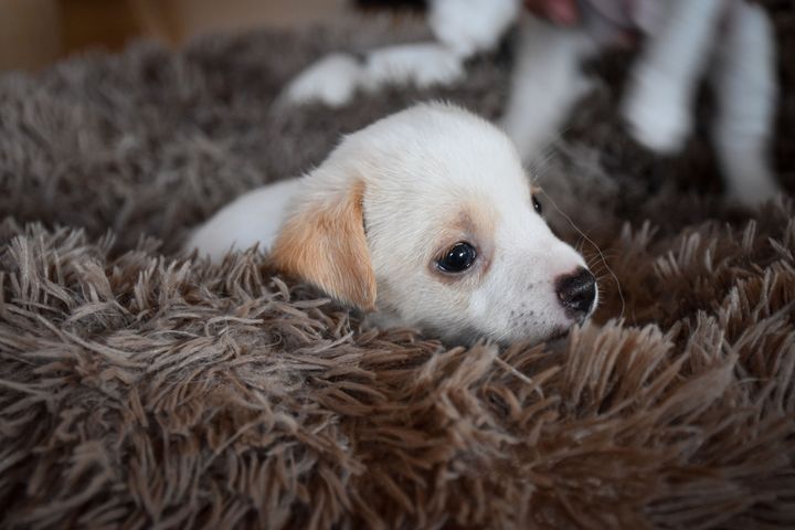 Hvalpe, der er for små til at undvære deres mor, afklippede haler og ører og usundt opdræt er blandt problemerne ved ulovligt hvalpe- og hundesalg. Alligevel foregår det i stor stil på Instagram og Facebook, viser en ny undersøgelse. På billedet ses en lille hvid hvalp på omkring 4 uger.