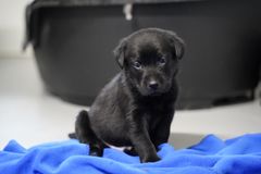 Blandt hundene er der en tæve med fem hvalpe, to hvalpe på 13 uger, fem unghunde og to voksne hunde. De er en labradorblanding, og det forventes, at de ender med at veje mellem 25 og 30 kilo. Alderen varierer fra fire uger til voksen. Her ses en af hvalpene.