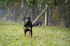 Blandt hundene er der en tæve med fem hvalpe, to hvalpe på 13 uger, fem unghunde og to voksne hunde. De er en labradorblanding, og det forventes, at de ender med at veje mellem 25 og 30 kilo. Alderen varierer fra fire uger til voksen.