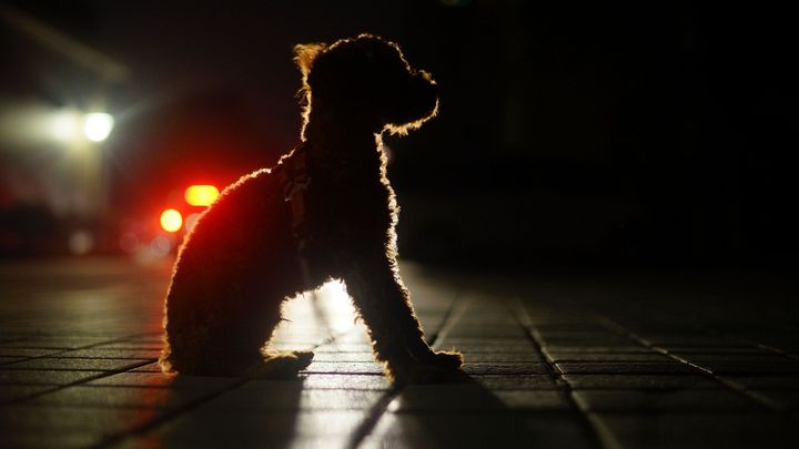 Dyrenes Beskyttelse opfordrer til at sørge for både at have refleks på snoren, men også på hunden selv. Derudover kan en refleksvest på ejeren selv være en god idé. På billedet ses en hund i mørket.