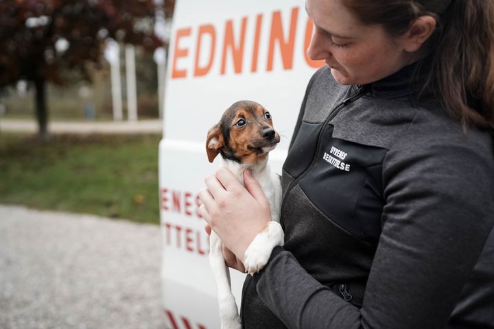 Fem hunde er overdraget til Dyrenes Beskyttelses internat i Nordjylland. Hundene kommer fra et hjem, hvor organisationen tidligere har overtaget hunde fra, men da den tidligere ejer nu er på plejehjem, kommer der ikke flere hunde fra dette hjem. Her ses en af hvalpene ankomme til Nordjyllands Internat.