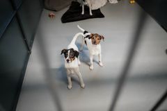 Fem hunde af racen dansk/svensk gårdhund er blevet overdraget til Dyrenes Beskyttelses internat i Nordjylland. Hundene kommer fra et hjem, hvor opgaven med mange hunde løbende er vokset de tidligere ejere over hovedet, og organisationen har derfor løbende hjulpet, når ansvaret er blevet for omfattende. Her ses to hvalpe i deres boks.