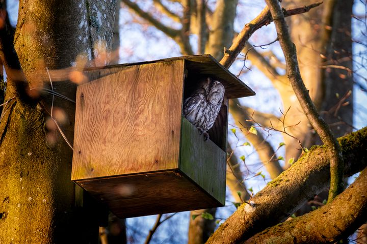 Natugleungerne og deres mor kunne flytte tilbage i kassen, efter den var blevet repareret.