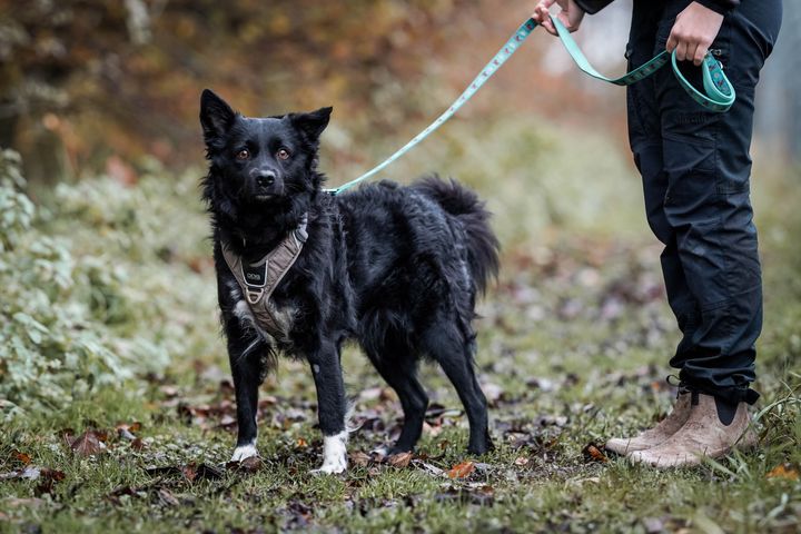 Én dyregruppe stikker dog ud i statistikken. I 2024 fandt dyreinternaterne nye hjem til knap 100 færre hunde end i 2023. Det kan først og fremmest være et tegn på, at markedet for hunde er mættet. Her ses en sort hund i snor.