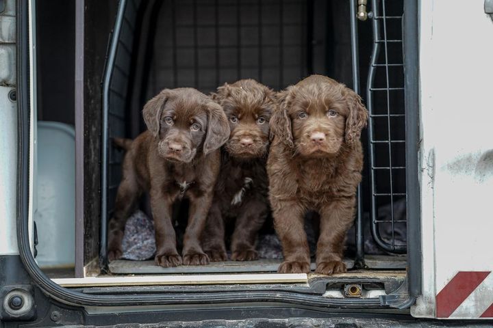 Dyrenes Beskyttelses internater tager løbende imod hunde i sager om hvalpefabrikker og andre former for ulovligt salg af hunde. Alene i 2024 modtog organisationens vagtcentral 170 henvendelser fra personer, som enten havde købt en syg hvalp, eller set mistænkelige salgsannoncer.