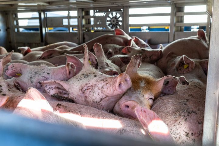 I 2024 blev flere end 16,7 millioner levende grise eksporteret fra Danmark, heraf over 13 millioner på lange transporter af mere end otte timers varighed.