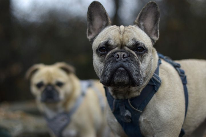 Fra 1. juli bliver det forbudt at avle hunde med åndedrætsbesvær, dårlige hofter og andre lidelser forbundet med usund avl. Dyrenes Beskyttelse efterlyser tilsvarende regler for avl af andre kæledyr.