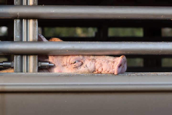 Sidste år sendte Danmark flere end 16,7 millioner levende grise ud på transporter - heraf flere end 13,2 millioner på lange transporter af mere end otte timers varighed.