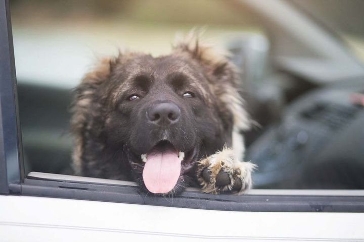 Mange hundeejere forsøger at gøre det rigtige ved at parkere bilen i skyggen. Men det er langt fra en sikker løsning, da temperaturen i skyggen stadig kan stige til livsfarlige niveauer for en hund. Allerede ved 20 graders udetemperatur risikerer en hund at få hedeslag og i værste fald døden.