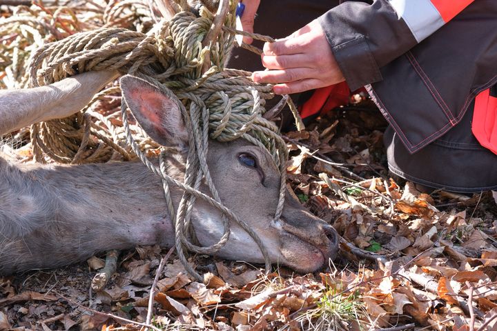 En nysgerrig hjort er blevet viklet ind i et stykke reb, den aldrig burde være stødt på. Menneskers affald kan få alvorlige konsekvenser for dyr i naturen.