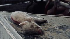 Sidste år overlevede mere end hver femte pattegris ikke i farestalden. Enten blev de født døde eller døde inden de blev taget fra soen.
