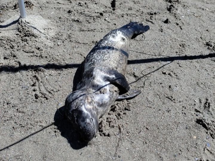 Sælen her er den døde unge, der blev fundet på Enø Strand. Kommunen har efterfølgende hentet sælen.