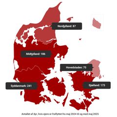 Embedkode: <div class="infogram-embed" data-id="ac3b2eb1-d070-42ff-a1d3-cec02b5fd1e5" data-type="interactive" data-title="Ejere, der har fraflyttede kæledyr. Maj 2024 - maj 2025"></div><script>!function(e,n,i,s){var d="InfogramEmbeds";var o=e.getElementsByTagName(n)[0];if(window[d]&&window[d].initialized)window[d].process&&window[d].process();else if(!e.getElementById(i)){var r=e.createElement(n);r.async=1,r.id=i,r.src=s,o.parentNode.insertBefore(r,o)}}(document,"script","infogram-async","https://e.infogram.com/js/dist/embed-loader-min.js");</script>