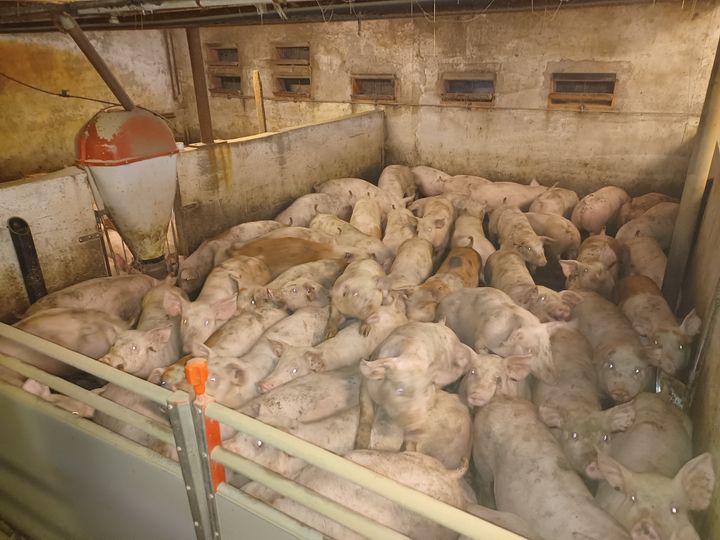 Manglende plads er et af kritikpunkterne fra Det Dyreetiske Råd.