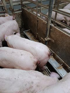 Det Dyreetiske Råd udtaler kritik af den massive halekupering, der finder sted i dansk svineproduktion.