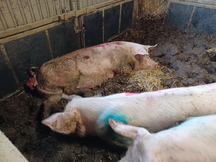Regeringen vil hæve strafferammen for de groveste tilfælde af dyremishandling til seks år.