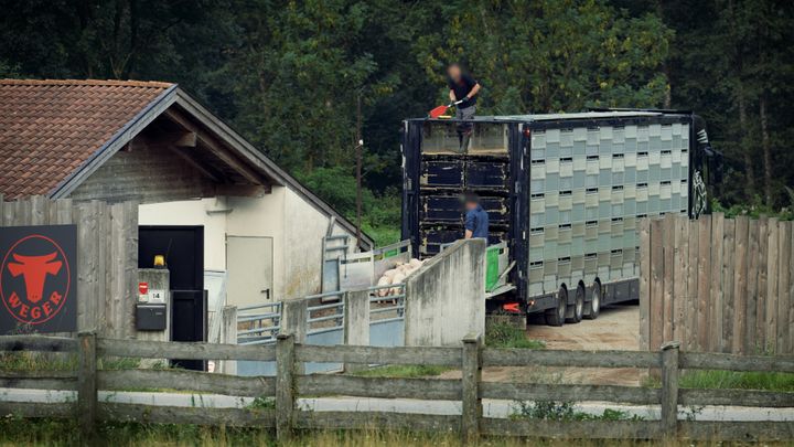 Danmark eksporterer årligt i omegnen af 17 millioner levende grise. Dyrenes Beskyttelse fulgte efter 500 af dem for at dokumentere de mange alvorlige dyrevelfærdsproblemer og systematiske lovbrud, som er en del af den støt stigende eksport.