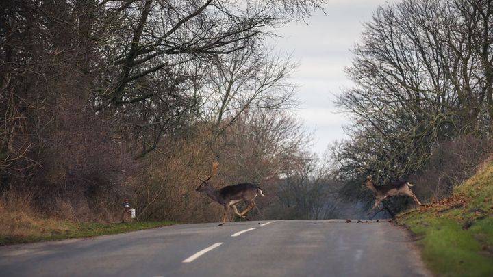 Efteråret er højtid for hjortepåkørsler. Let foden fra speederen og hold øje med buske og træer helt ud til vejen.