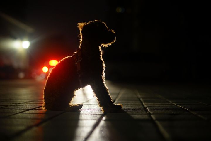 Det er allerede mørkt om morgenen, og når urene om lidt sættes en time tilbage, bliver det allerede mørkt ved 17.00-tiden. Det betyder, at mange hundeejere må lufte deres hund i mørke, hvilket kan være til fare for hunden. Dyrenes Beskyttelse opfordrer til at huske reflekser eller lys på hunden.