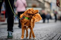 Med reflekssnor- og halsbånd er din hund godt klædt på til vinterens mørke timer.
