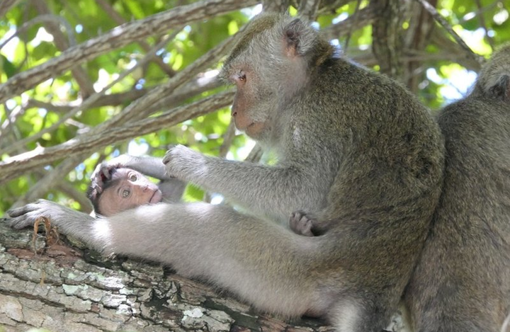 Den langhalede makak-abe er truet. Det slår ny vurdering af den eftertragtede forsøgsabe fast.