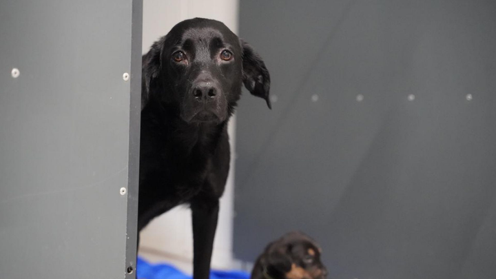 Hvert år rykker Dyrenes Beskyttelse ud i mange socialsager. Her ses en hund fra en sag i 2024, hvor i alt 15 hunde blev overdraget til Roskilde Internat, fordi ejeren ikke magtede at passe dem.