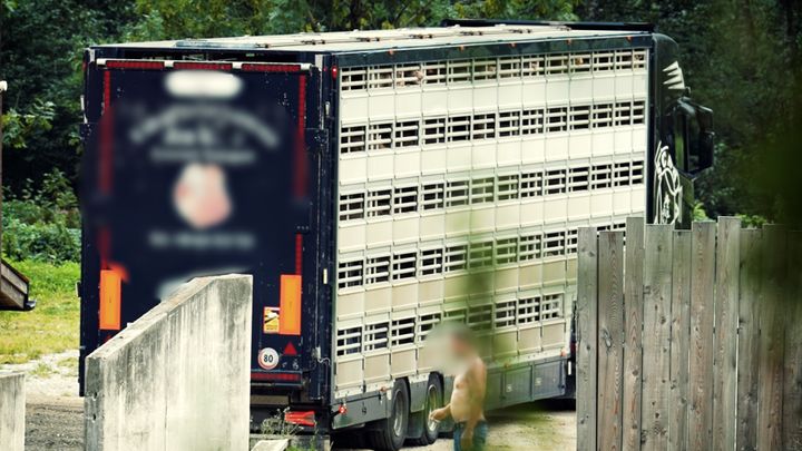 I august fulgte Dyrenes Beskyttelse efter en grisetransport til et samlested i Sydtyrol. Det viste sig, at stedet bruges til at undslippe myndighedskontrollen og omgå lovgivningen.