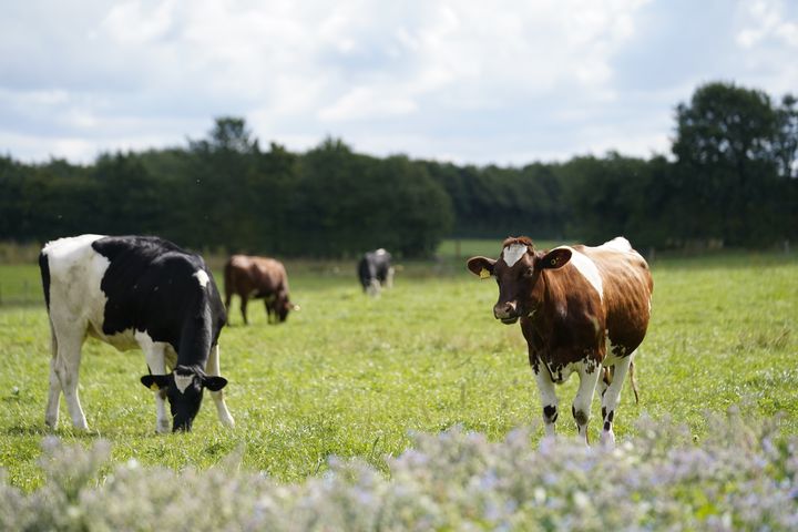Siden årsskiftet har konventionelle malkekvægsbesætninger med flere end 50 årskøer lovpligtigt skulle tilsætte mere fedt i foderet året rundt eller give Bovaer i 80 dage om året. Nu har Fødevarestyrelsen præciseret, at landmænd helt kan undtage malkekøer fra lovkravet, hvis de er blevet syge eller mistrives - eller der er en mistanke om det.