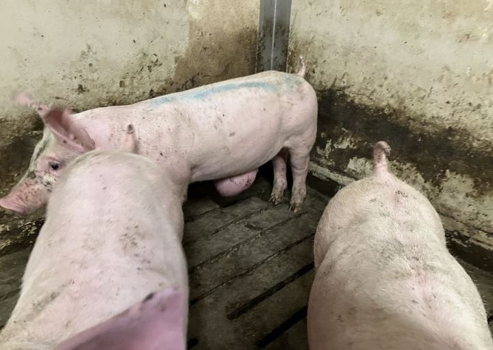 Dokumentaren viste flere eksempler på grise med store broksække. Billedet her stammer ikke fra dokumentaren men fra Fødevarestyrelsens kontrolbesøg i besætningerne.