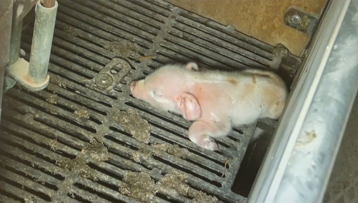 Dyrenes Beskyttelse politianmelder de tre ledende personer i svineproduktionen, som indgår i TV 2-dokumentaren "Hvem Passer på Grisene?: Afsløring hos landbrugets top", for en række ulovlige forhold. Foto: Screenshot fra TV 2-dokumentaren